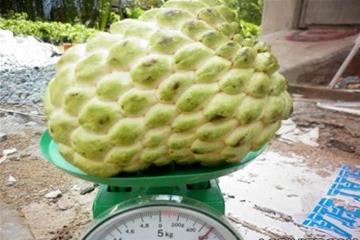 Trồng na "khủng" 1kg/trái: Chờ 3 năm mới được ăn